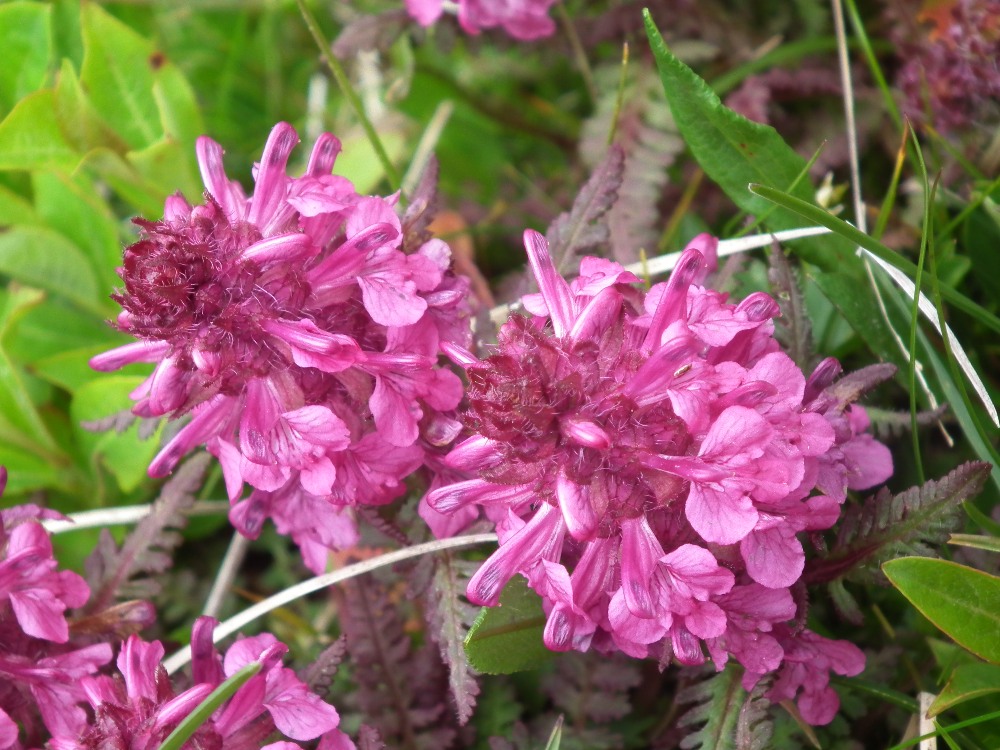 Pedicularis da id. 5 - Pedicularis verticillata